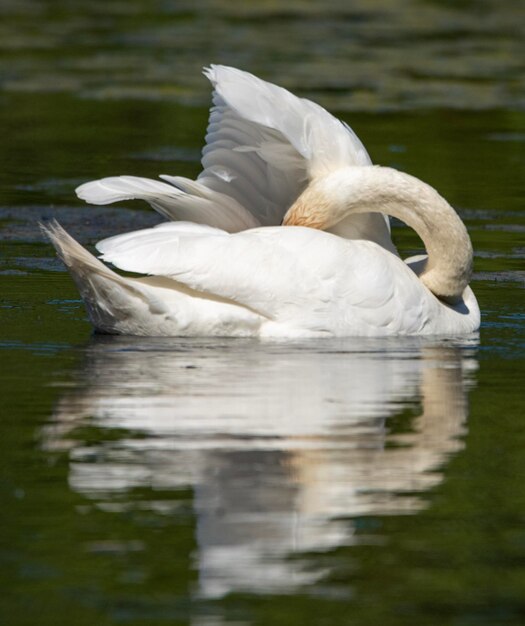 Foto el cisne nadando en el lago