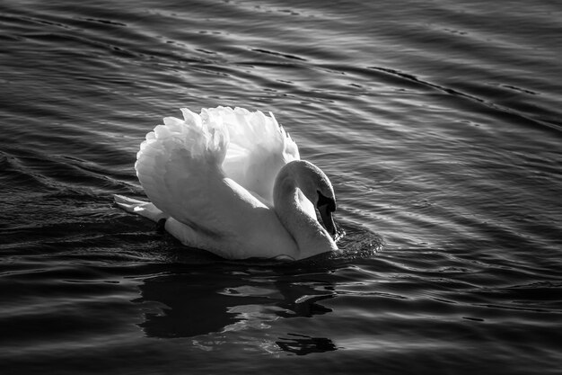 Foto el cisne nadando en el lago