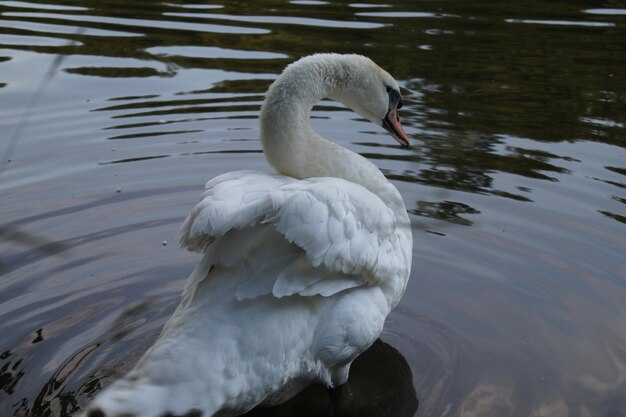 Foto el cisne nadando en el lago