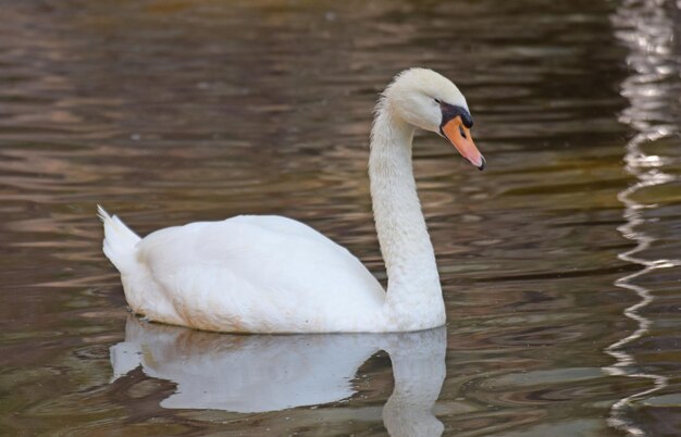 Foto el cisne nadando en el lago