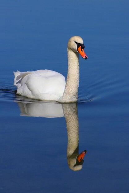 Foto el cisne nadando en el lago