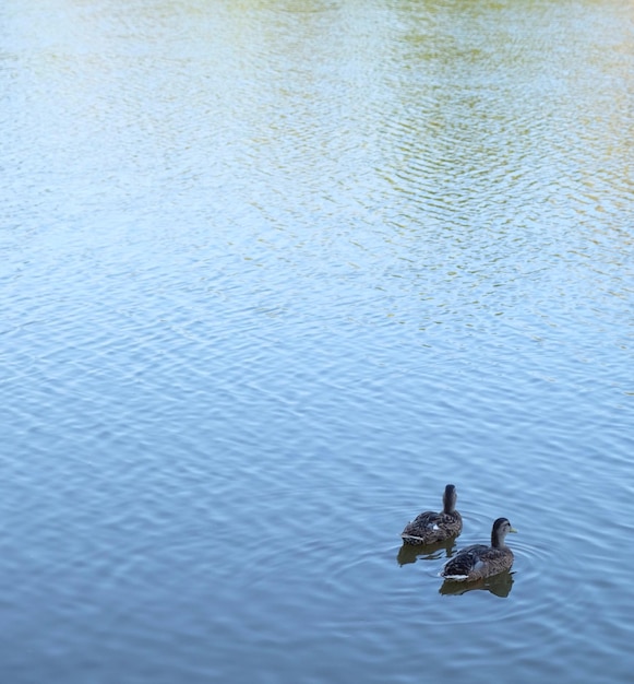 Foto el cisne nadando en el lago