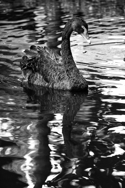 Foto el cisne nadando en el lago