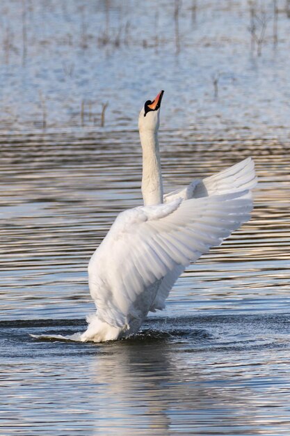 Foto el cisne nadando en el lago