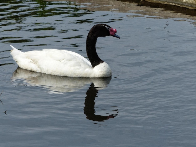 Foto el cisne nadando en el lago