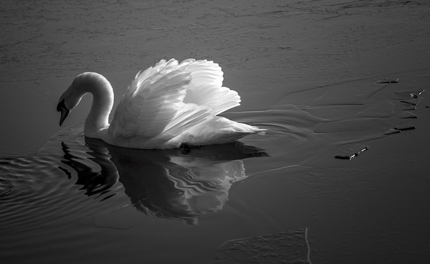 El cisne nadando en el lago