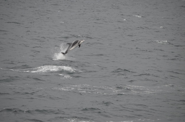 Foto un cisne nadando en el mar.