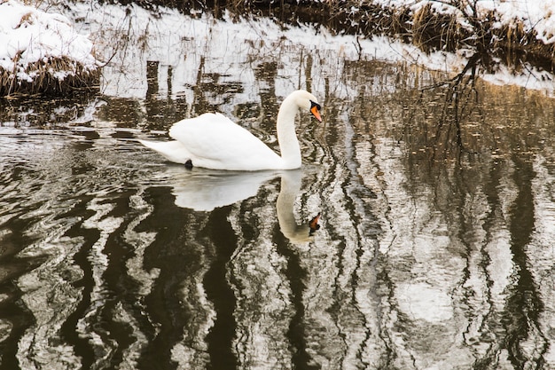 Cisne nadando na margem do lago com neve