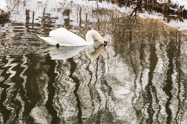 Foto cisne nadando na margem do lago com neve