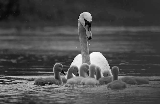 Foto cisne nadando no lago com a família