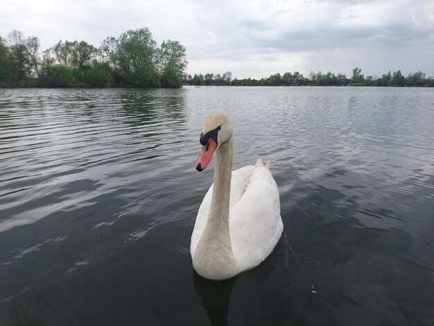 Cisne nadando no lago contra o céu