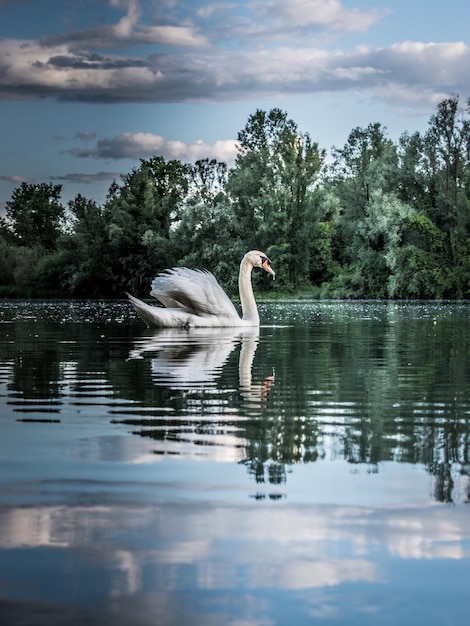 Foto cisne nadando no lago contra o céu