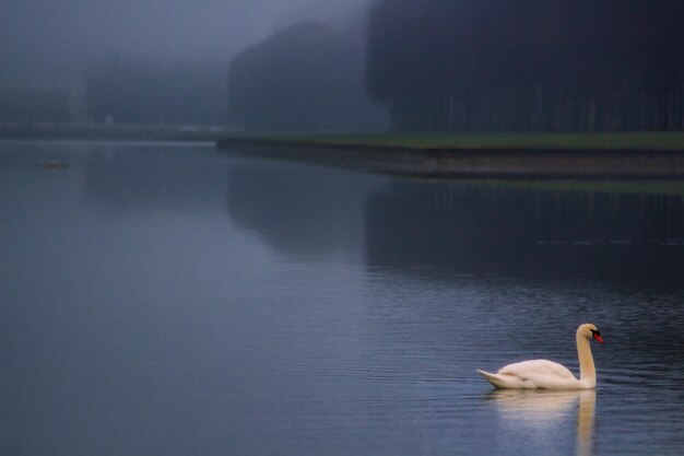 Foto cisne nadando no lago contra o céu