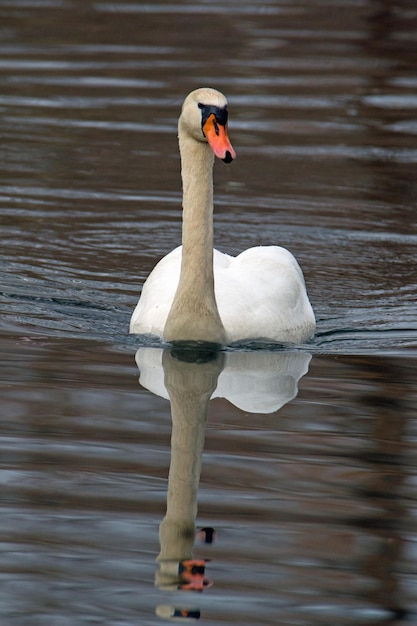 Foto cisne nadando no lago