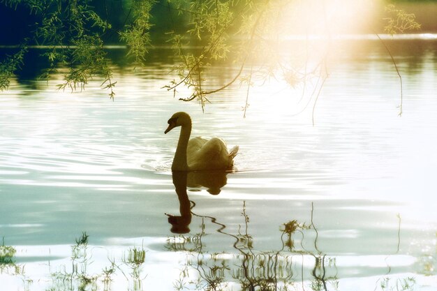 Foto cisne nadando no lago