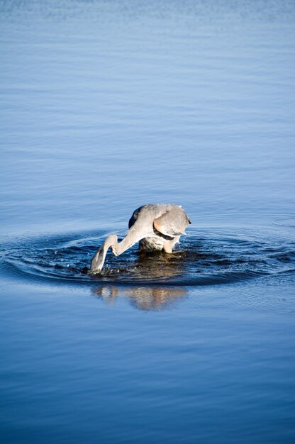Cisne nadando no lago