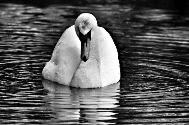 Foto cisne nadando no lago