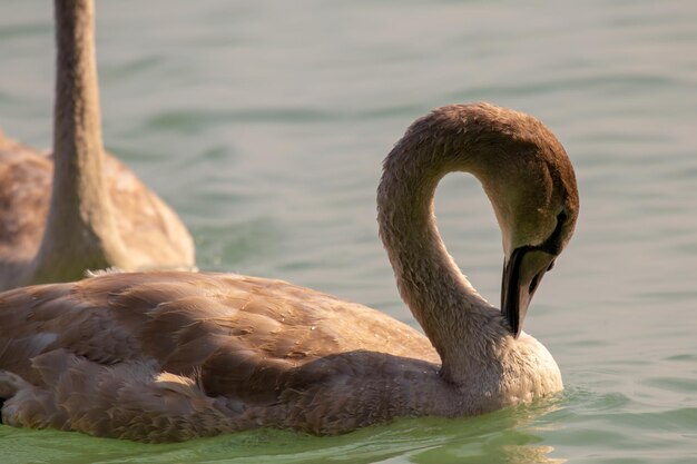 Foto cisne nadando no lago