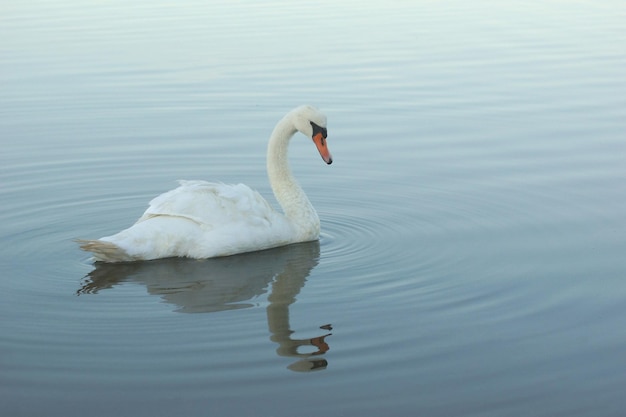 Cisne nadando no lago