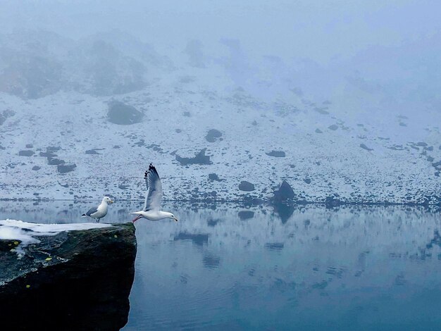 Cisne nadando no lago