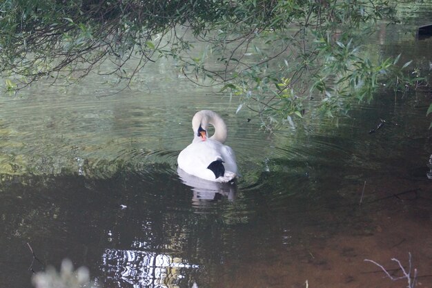 Foto cisne nadando no lago