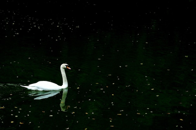 Foto cisne nadando no lago