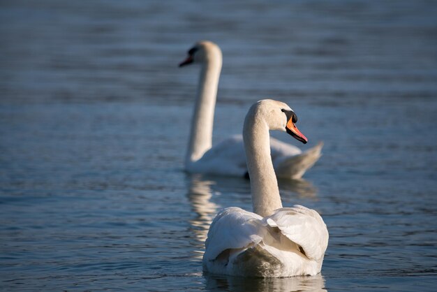 Cisne nadando no lago