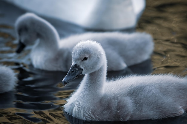 Foto cisne nadando no lago