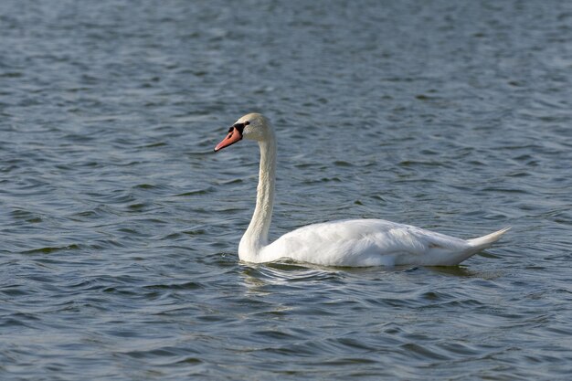 Foto cisne nadando no lago