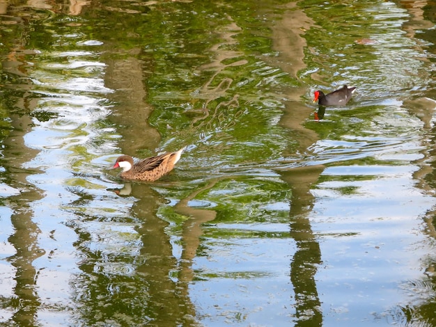 Foto cisne nadando no lago