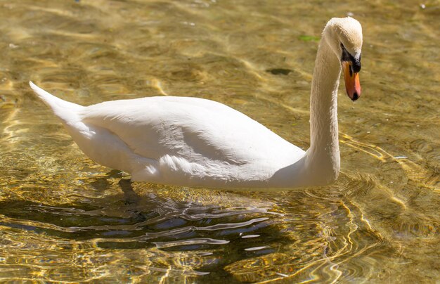 Cisne nadando no lago