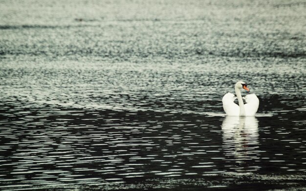 Foto cisne nadando no lago