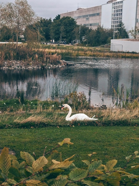 Foto cisne nadando no lago