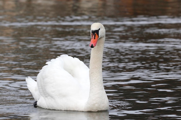 Cisne nadando no lago