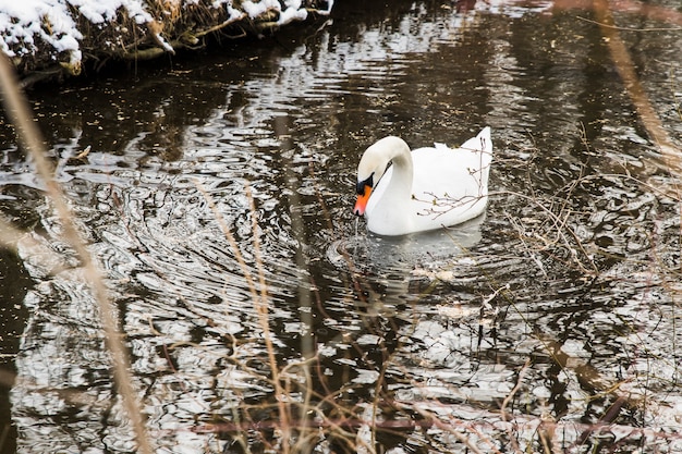 Cisne nadando en la orilla del lago con nieve