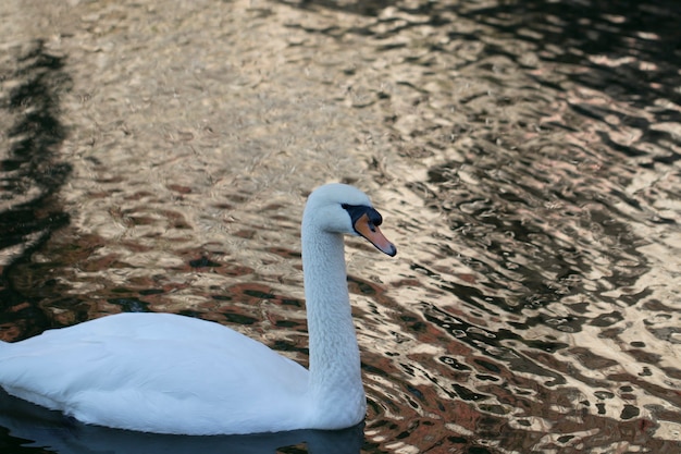 Cisne en la naturaleza