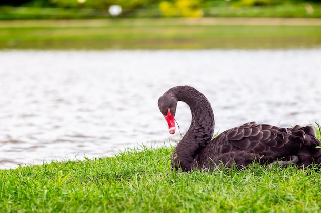 Cisne negro agraciado con un pico rojo en un césped verde cerca de un lago transparente