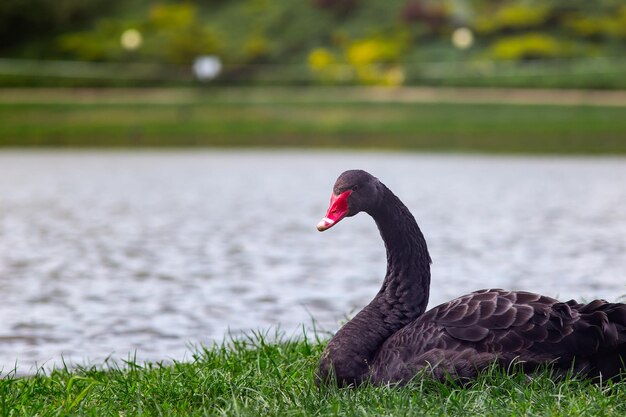 Cisne negro agraciado con un pico rojo en un césped verde cerca de un lago transparente