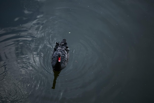 cisne negro en el agua El cisne negro aislado en el lago Primer plano retrato de un cisne negro