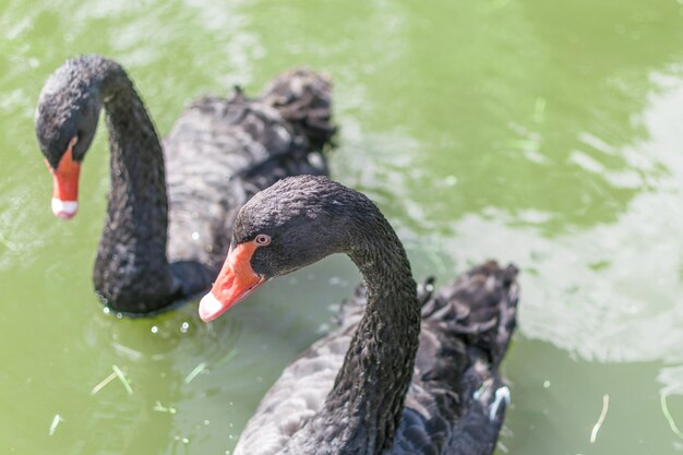 Cisne negro en agua verde