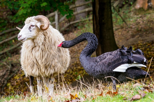 El cisne negro ataca a las ovejas de Valaquia