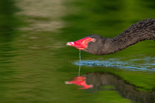 Cisne negro bebe agua. Cygnus atratus. De cerca.