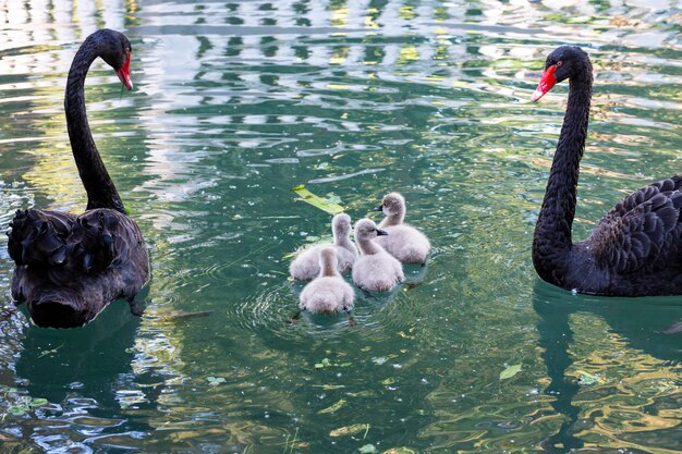 Cisne negro com filhotes no lago em um dia ensolarado de primavera