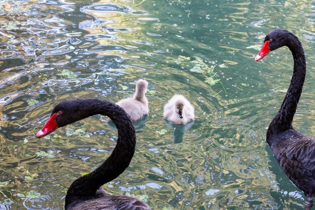 Cisne negro com filhotes no lago em um dia ensolarado de primavera