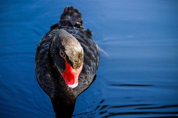 Cisne negro com uma cabeça grande