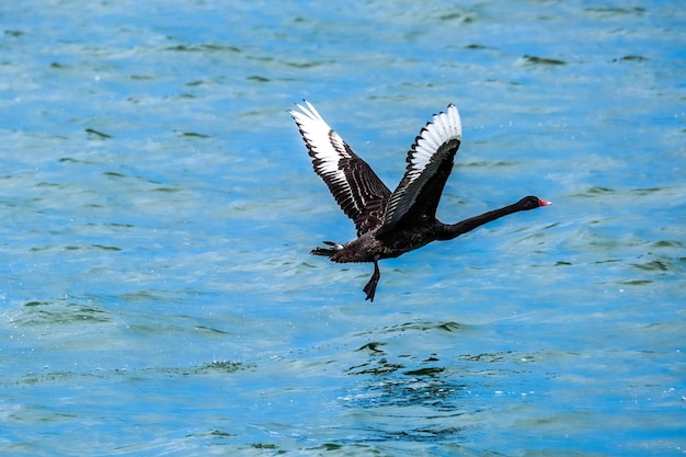 Un cisne negro Cygnus atratus durante el despegue en un mar No hay gente Copiar espacio