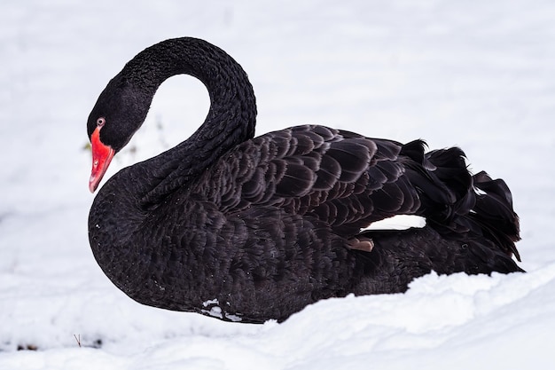 Cisne negro Cygnus atratus na neve Belo cisne negro australiano ocidental no inverno