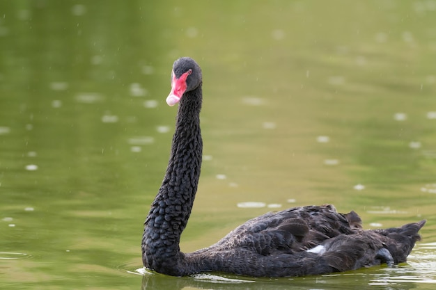 Cisne negro Cygnus atratus nadando en un lago bajo la lluvia