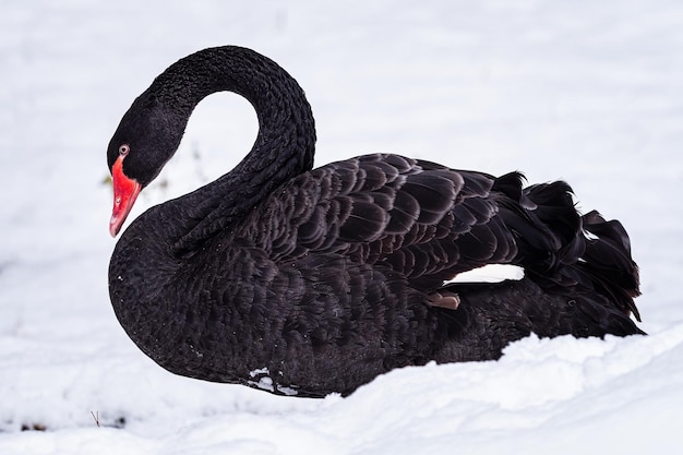 Cisne negro Cygnus atratus en la nieve Hermoso cisne negro de Australia Occidental en invierno