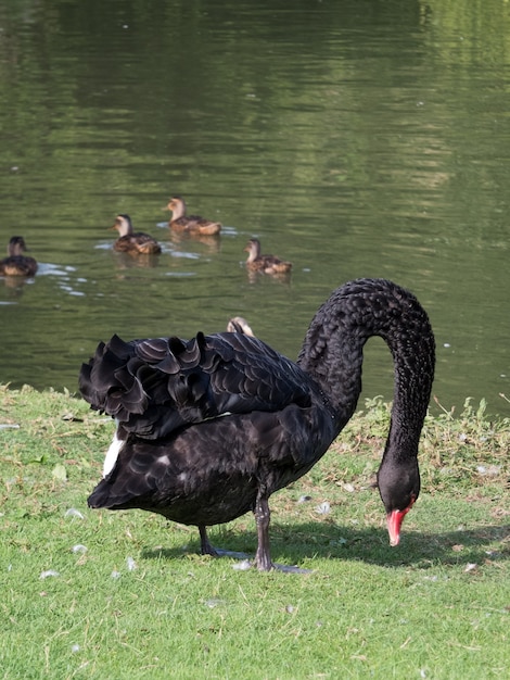 Cisne negro (cygnus atratus) perto de um lago em kent